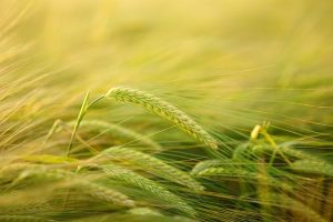 hans-barley-2117454_640