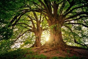 tree-3822149_640